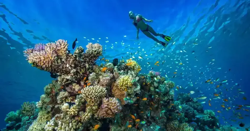 Red Sea diving Hurghada